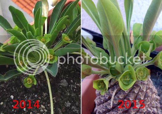 euphorbiabupleurifolia_sexchange_zpsijgvzgxe.jpg