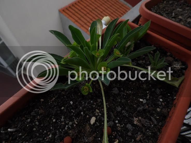 euphorbiabupleurifolia_zpsxk5m41vh.jpg