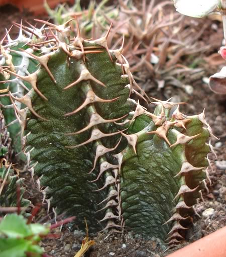 euphorbiacanariensis11_2008.jpg