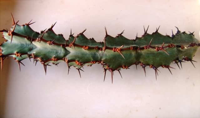 Euphorbiacoerulescensfrg.jpg