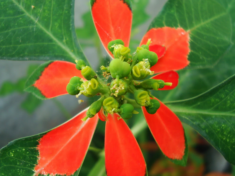 Euphorbiacyathophora-1.jpg
