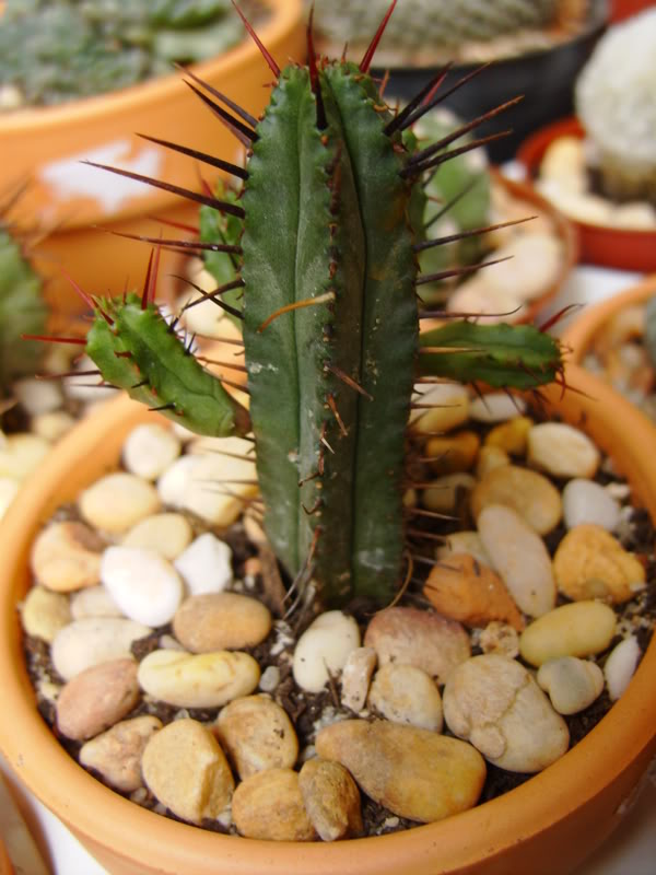 Euphorbiaenopla2.jpg