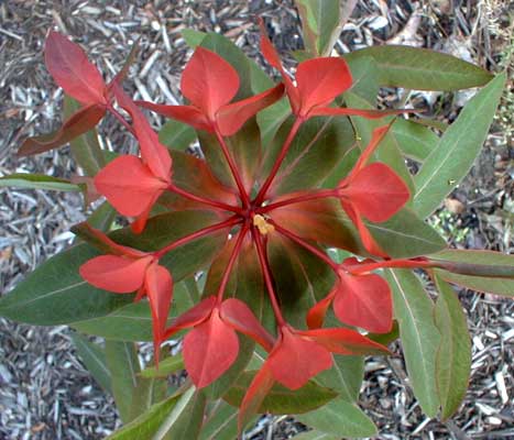 EuphorbiaFireglow.jpg