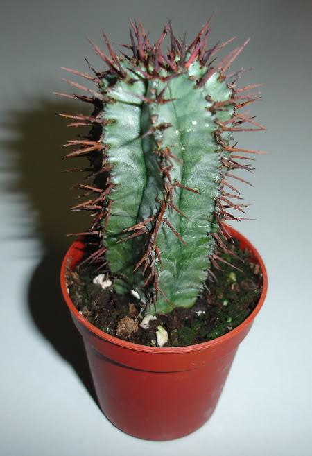 euphorbiahorrida02_2008.jpg
