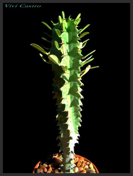 Euphorbiaingens2_455x600-1.jpg