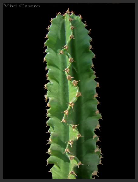 Euphorbiaingens_455x600.jpg