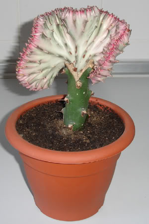 euphorbialactea10_07.jpg
