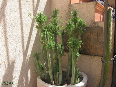 euphorbialoricata.jpg