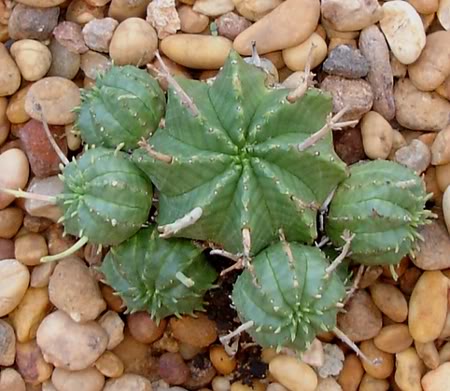 euphorbiameloformis08_2008a-1.jpg