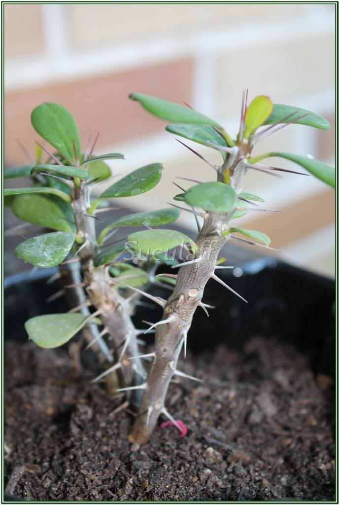 EUPHORBIAMiliioEspinadeCristo_zps47592660.jpg