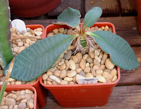 euphorbianeohumbertii08_2008.jpg