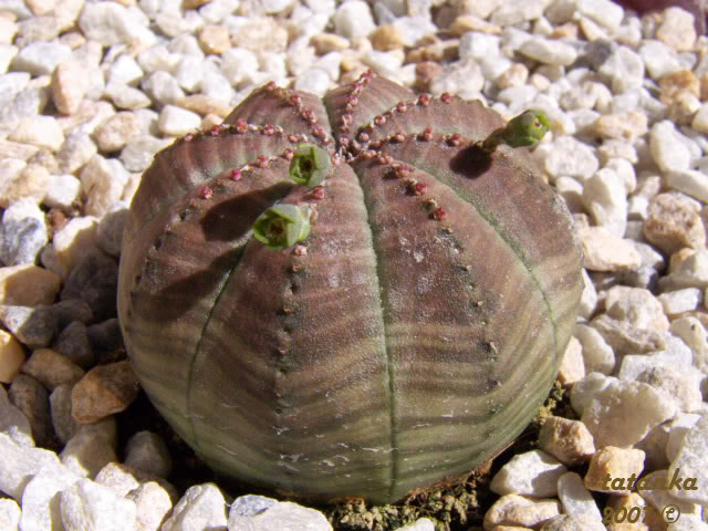 Euphorbiaobesa01.jpg