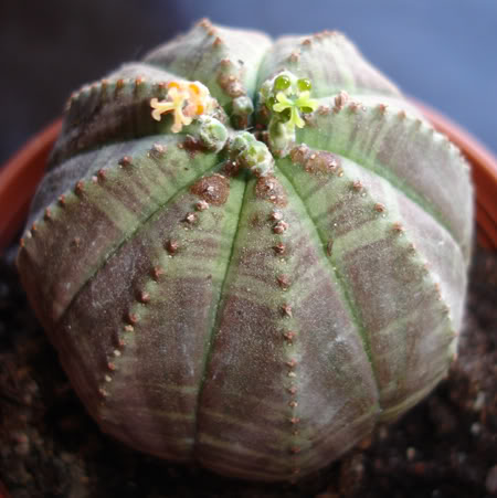 euphorbiaobesa06_2008b.jpg