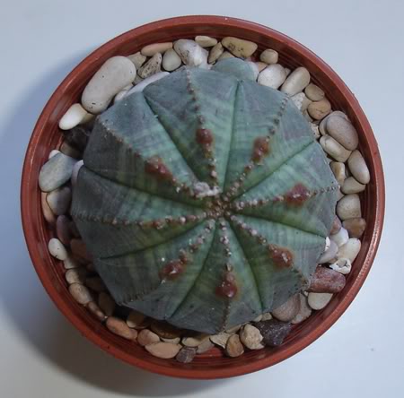 euphorbiaobesa10_2008.jpg