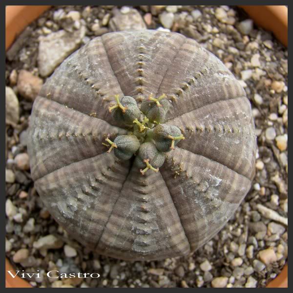 Euphorbiaobesa2-Sept2011.jpg