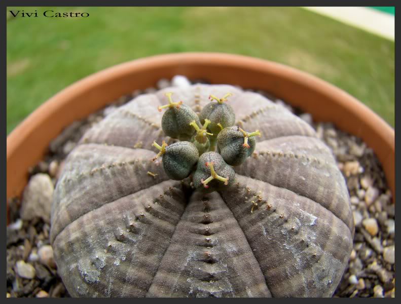 Euphorbiaobesa3-Sept2011.jpg