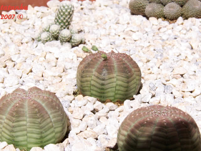 Euphorbiaobesa_grupo.jpg