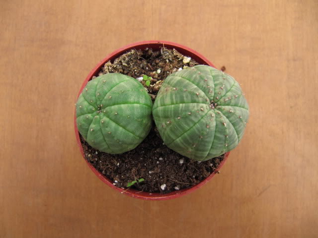 Euphorbiaobesahbrida.jpg