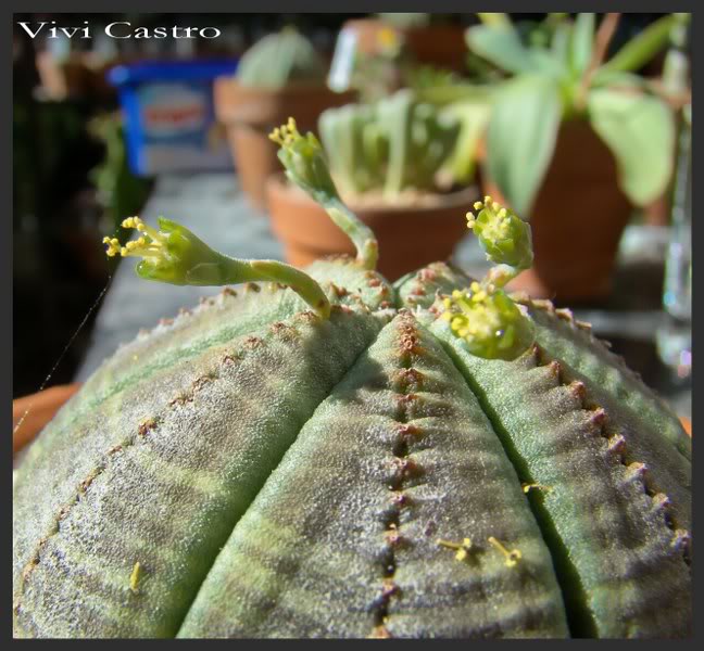 Euphorbiaobesamacho2.jpg
