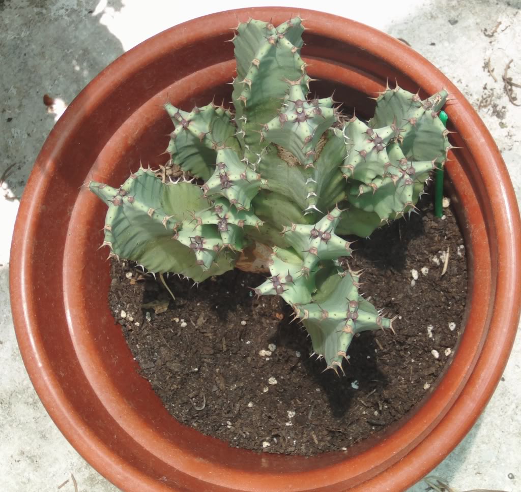 euphorbiaresinferaverano.jpg