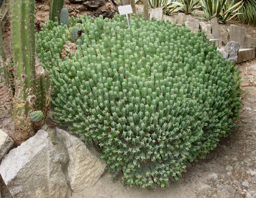 euphorbiaresinifera08_2008.jpg