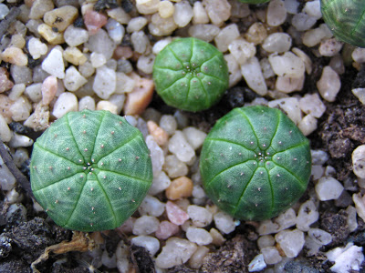Euphorbias+5+meses+(3).JPG