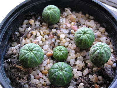 Euphorbias+5+meses.JPG