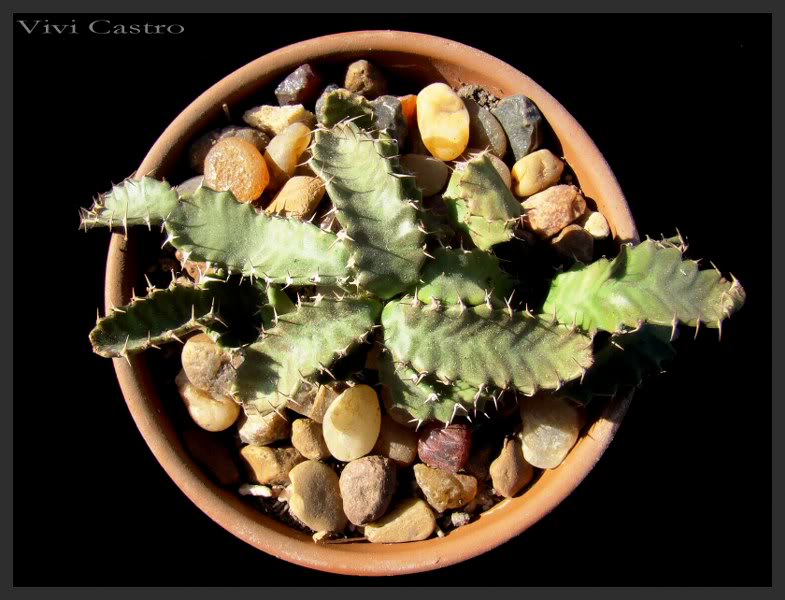 Euphorbiastellata.jpg