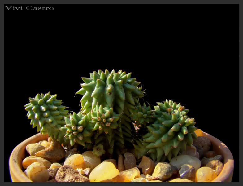 Euphorbiasusannae.jpg