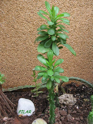 euphorbiaundulatifolia1ir7.jpg