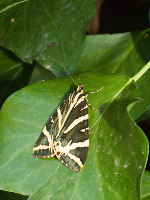 Euplagia-quadripunctaria.jpg