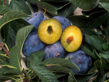 Europa-necesita-cultivar-transgenicos-segun-un-equipo-de-cientificos_image365_.jpg