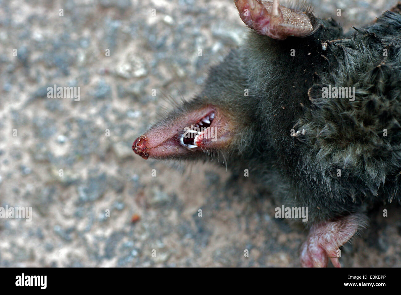 european-mole-talpa-europaea-insectivore-teeth-EBKBPP.jpg