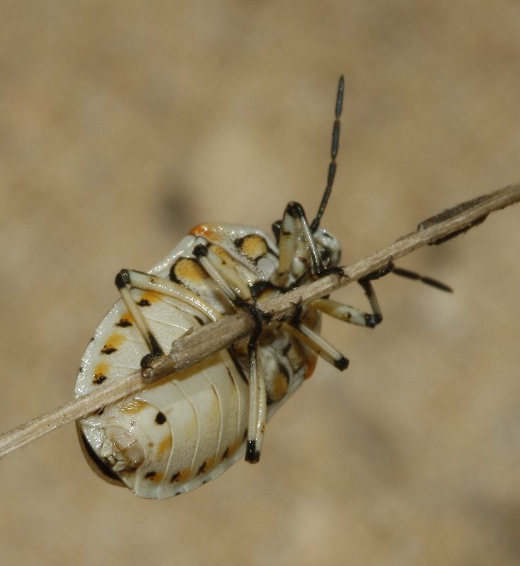 Eurydema%20ornata_3757.jpg