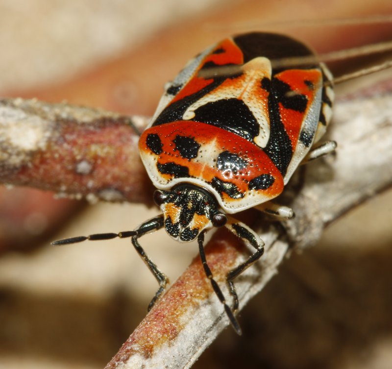 Eurydema%20ornata_3759.jpg