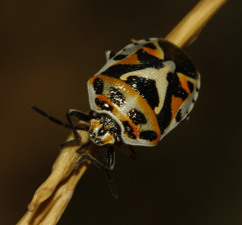 Eurydema%20ornata_4916.jpg