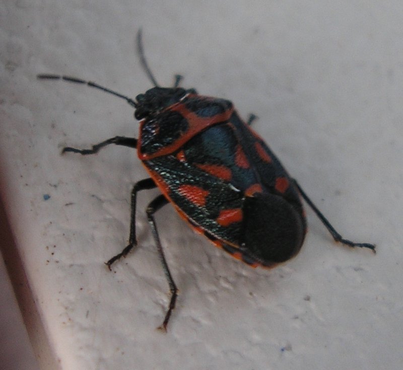 Eurydema%20sp_10147.jpg
