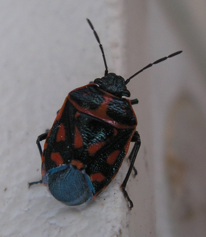 Eurydema%20sp_10149.jpg