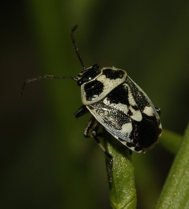 Eurydema%20sp_4783.jpg