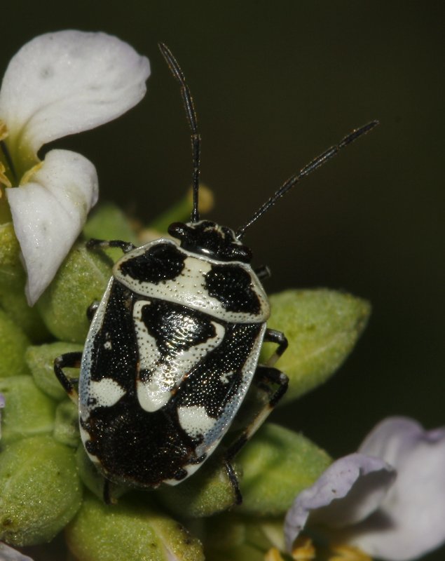 Eurydema%20sp_4785.jpg