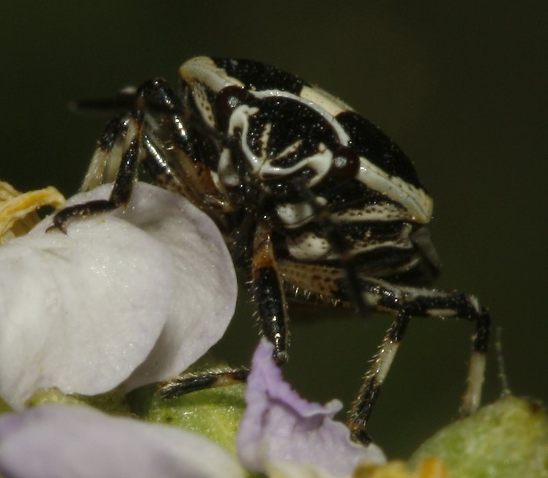 Eurydema%20sp_4786.jpg