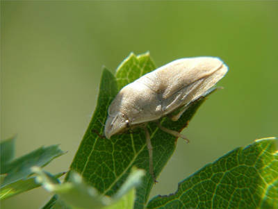 Eurygaster-sp.jpg