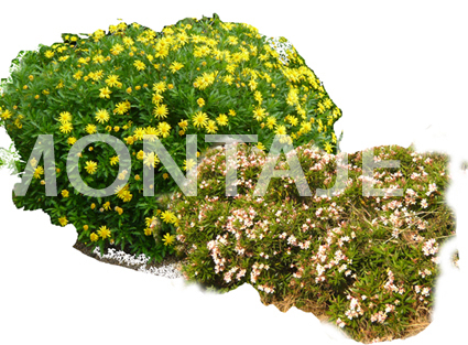 euryops_-escallonia.jpg