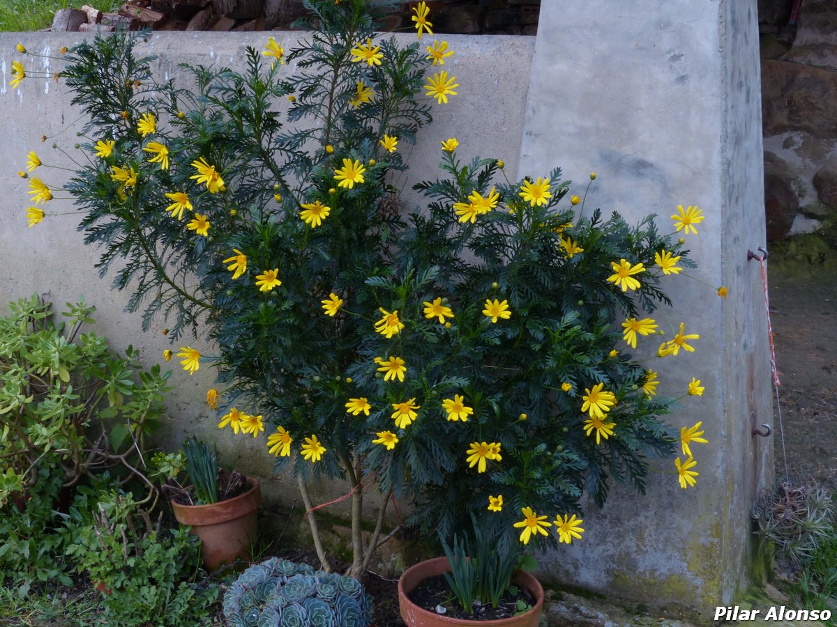 Euryops_chrysantemoides1.jpg