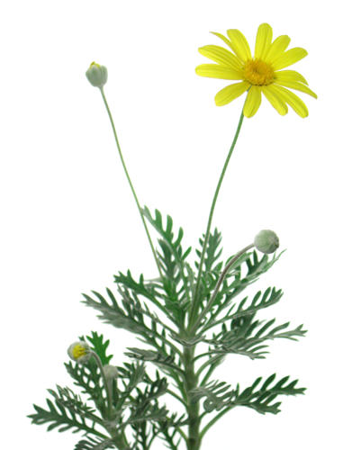 Euryops_pectinatus.jpg