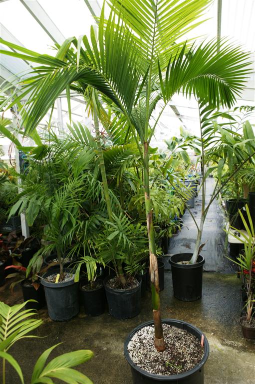 Euterpe%20edulis%2020g%20(Large).JPG