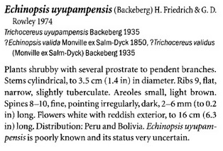 Euyupampensis_thecactusfamily.jpg