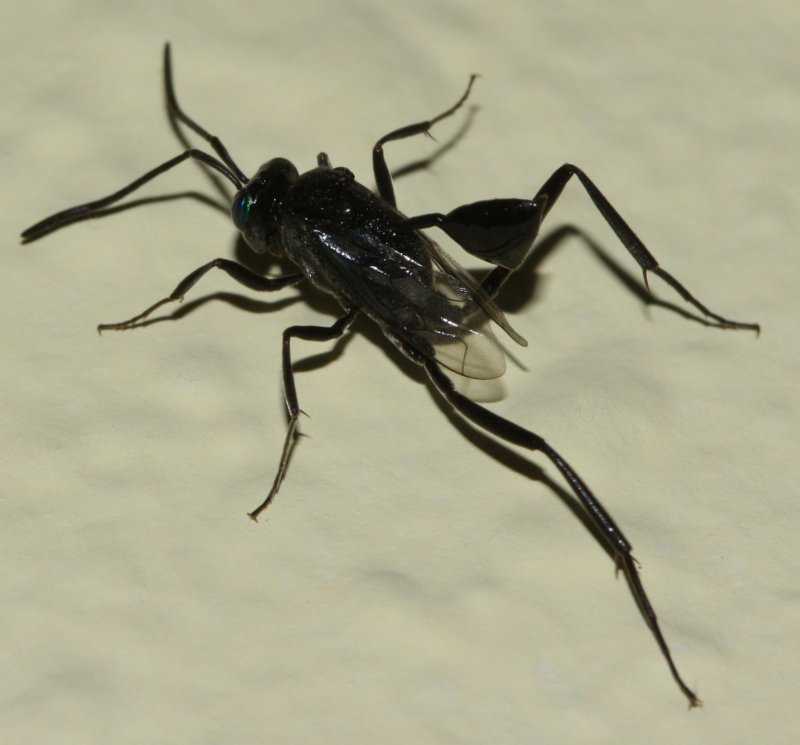 Evania%20apendigaster%20agba1.jpg