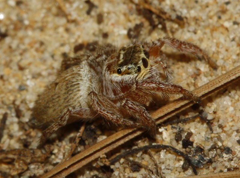 Evarcha%20sp_3350.jpg