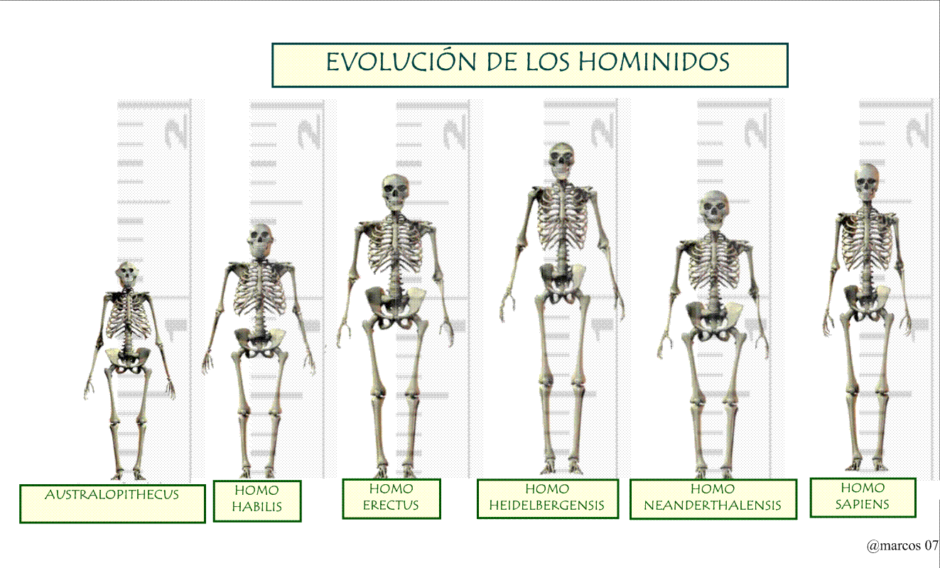 evoluciondeloshominidos.gif
